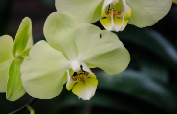 What Is Flower Essence Therapy? A Beginner's Guide to Healing With Flowers