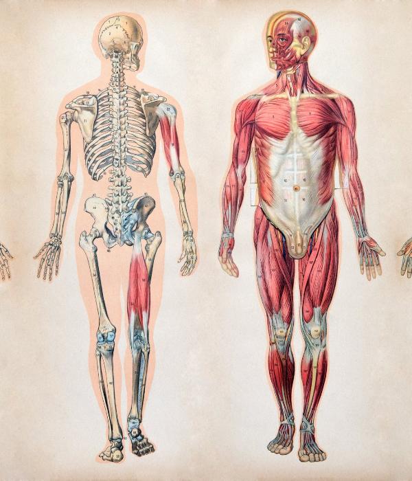 Human skeleton and musculoskeletal system